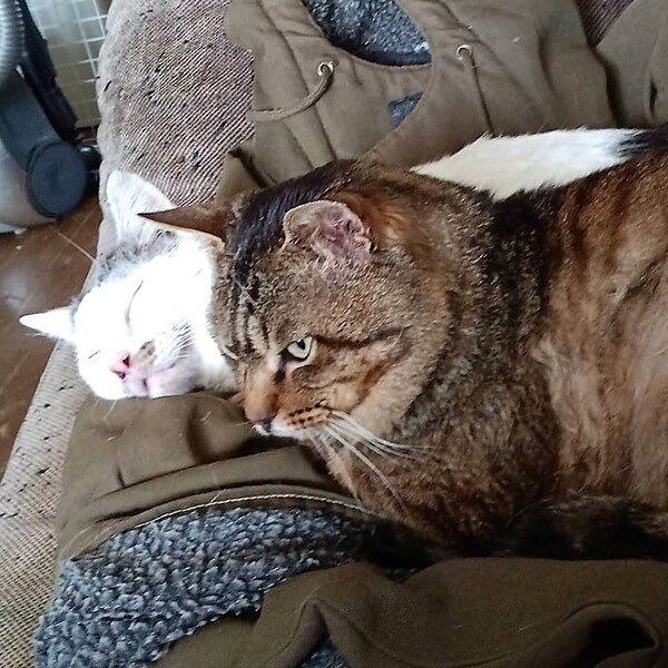 satoya_boshu's tweet photo. 【デカくん♂】離農で行き場を失った猫※代理募集
推定6歳2ヶ月
♂ 北海道

離農した牛舎に住み着いていた外猫です。片道10分の距離を毎日車で通い、ご飯を届けていました。牛舎が取り壊しになると聞き、このままでは行き場を失ってしまうため、里親さんを探す目的で屋内に保護しました。 https://t.co/TRlNWkrdO7
