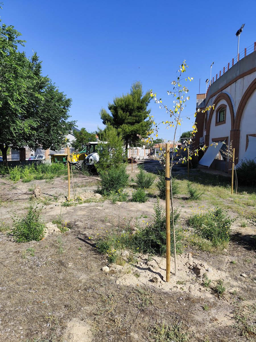 RaquelSantosY's tweet photo. Que digo yo, de que sirve plantar árboles... Si luego no los riegas @Ayto_Torres? Estamos acabando la primavera y ya están al borde de la sequía total... https://t.co/Y8N1j49KtX