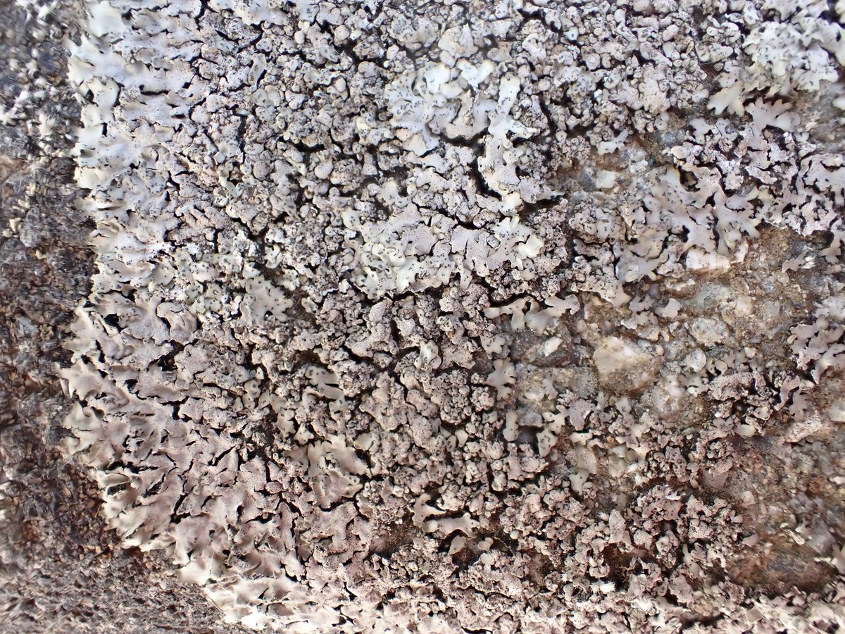 chiiruiyossando's tweet photo. 一部をアップで撮ったものです(その1)。 https://t.co/JBvwgZNVDJ