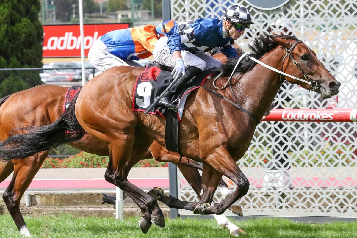 mmsnippets's tweet photo. NEWS: Multiple unreserved drafts and Group 1 winner highlight MM Digital Sale

Bidding is now open for the Magic Millions Digital (29 May-4 June) Sale with 105 lots catalogued, making this sale the platform’s largest to date.

Read more: https://t.co/Tzp8gPXZ92 https://t.co/ziKN0E7Vys