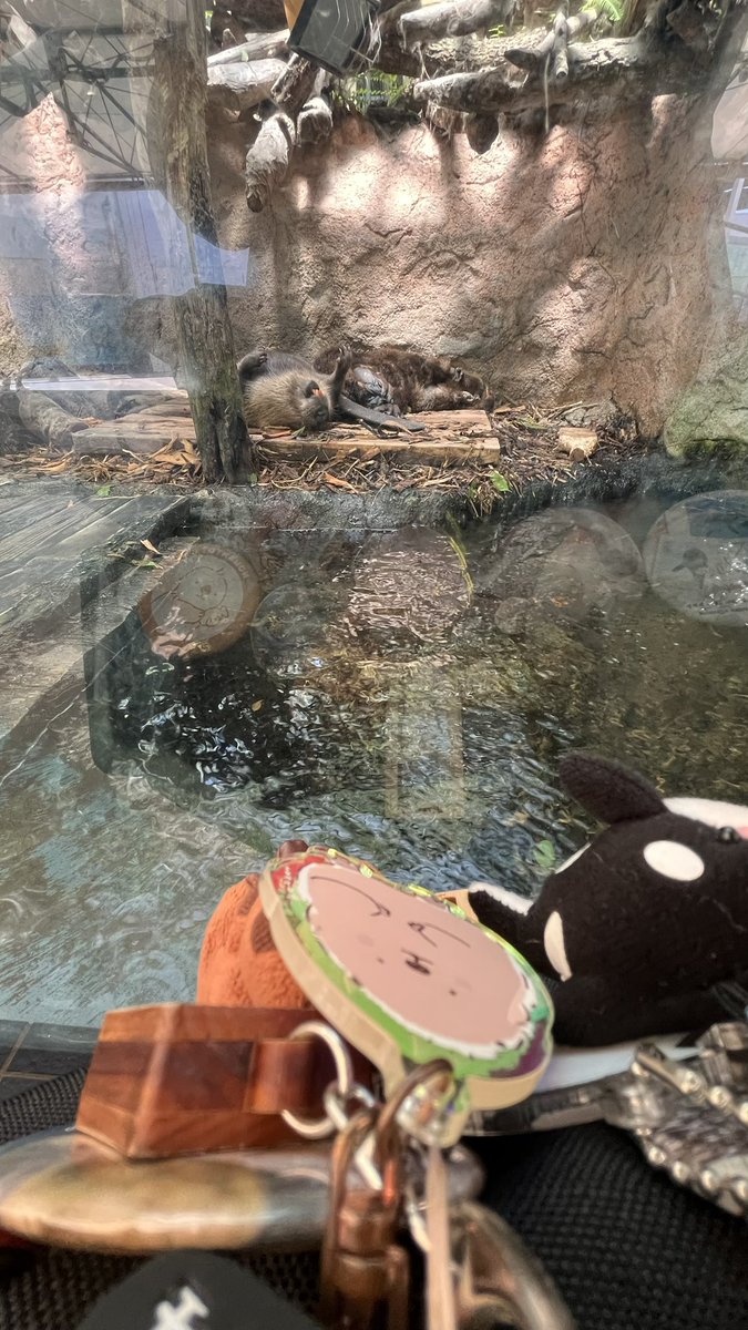 BATAzo765's tweet photo. 【た🦫日記】久しぶりに、
鳥羽水に来たビーバーさん♪
メイちゃん元気そうで安心しました。
来週からの工事でシーポン&amp;陽ちゃんにはしばらく会えないのかなぁ(爆睡中だけど)
 #ビーバーがいるよ #鳥羽水族館 #アメリカビーバー #ラッコ #ジュゴン https://t.co/0mo1Uw26q3