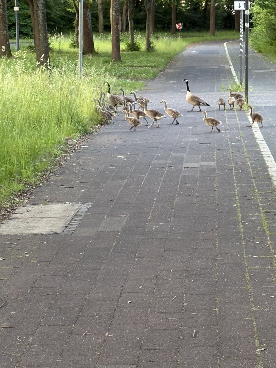 CgnGerd's tweet photo. Immer diese unangemeldeten Demos am frühen Morgen 🫣
#mdRzA #mdRnH https://t.co/CTQ6fFOKW1