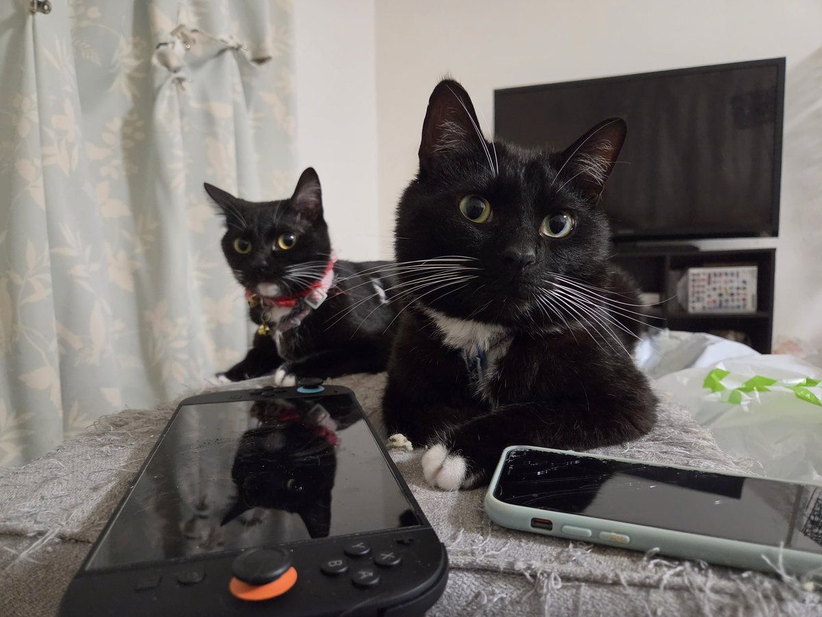 mkirdth's tweet photo. 双子猫
#猫
#猫集 https://t.co/xLXWHYPBRf