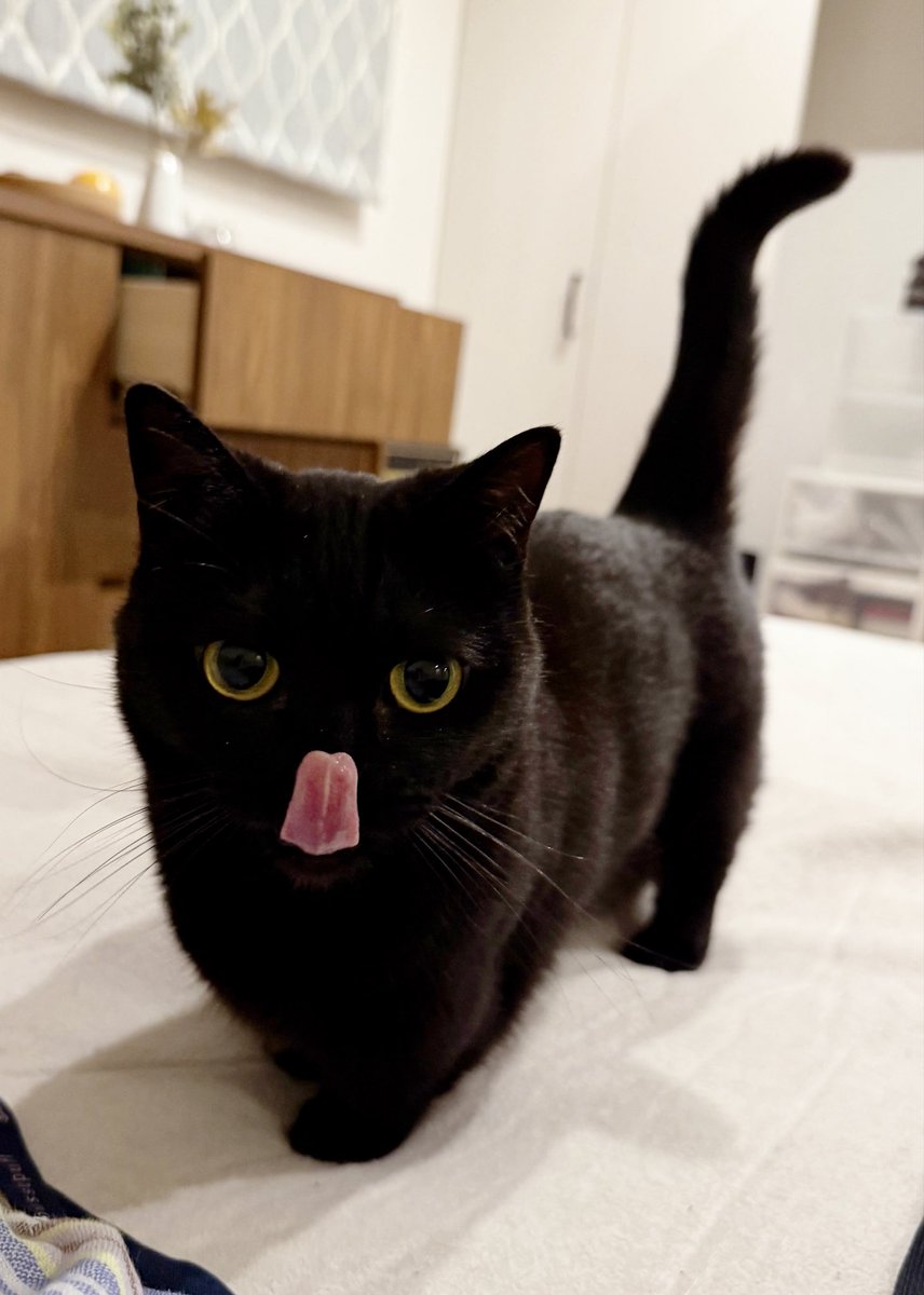 herb_the_cat's tweet photo. ぺろんぬ2026 https://t.co/OAplJgw3WN
