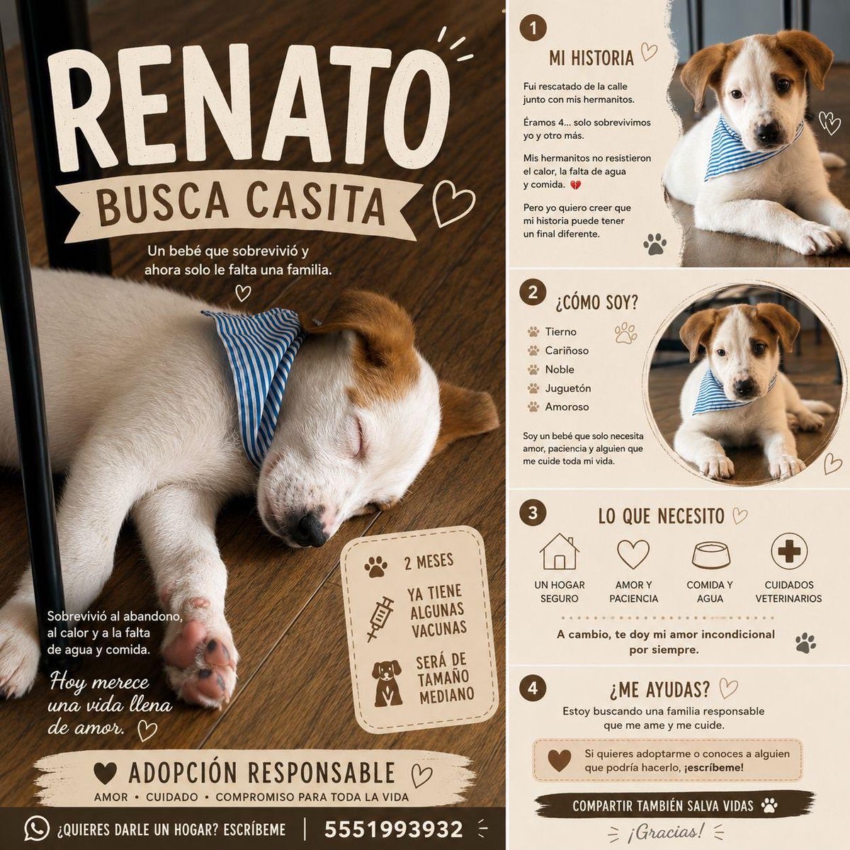 RECREWFWD's tweet photo. Renato Puppy Lomito Pet Mascota Perrijo Perhijo Perrito Renato

Ayúdalo a encontrar casa. 

Cc. @VaniaAtlitec https://t.co/AhvcaLXg3t