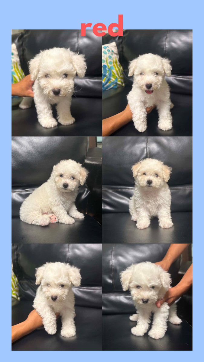 melonacart's tweet photo. DM me for inquiries, information, or more pics of the doggos. Thank you! https://t.co/NSlJDu7YKU