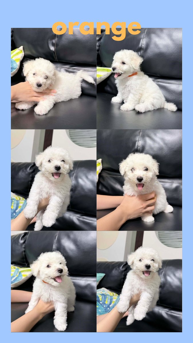 melonacart's tweet photo. DM me for inquiries, information, or more pics of the doggos. Thank you! https://t.co/NSlJDu7YKU