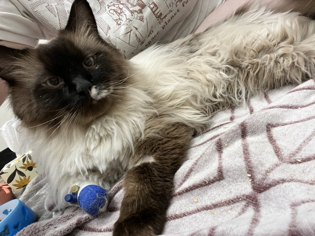 neppsins's tweet photo. I won't lie shits been rough.

Soren is in the emergency vet since yesterday morning and has to spend another night before we can see if he's improving. If he isn't there's a high chance i'll have to put him down. 

He was fully of energy during tonight's visit so i'm hoping 🥲 https://t.co/YMJ8ifnIVh