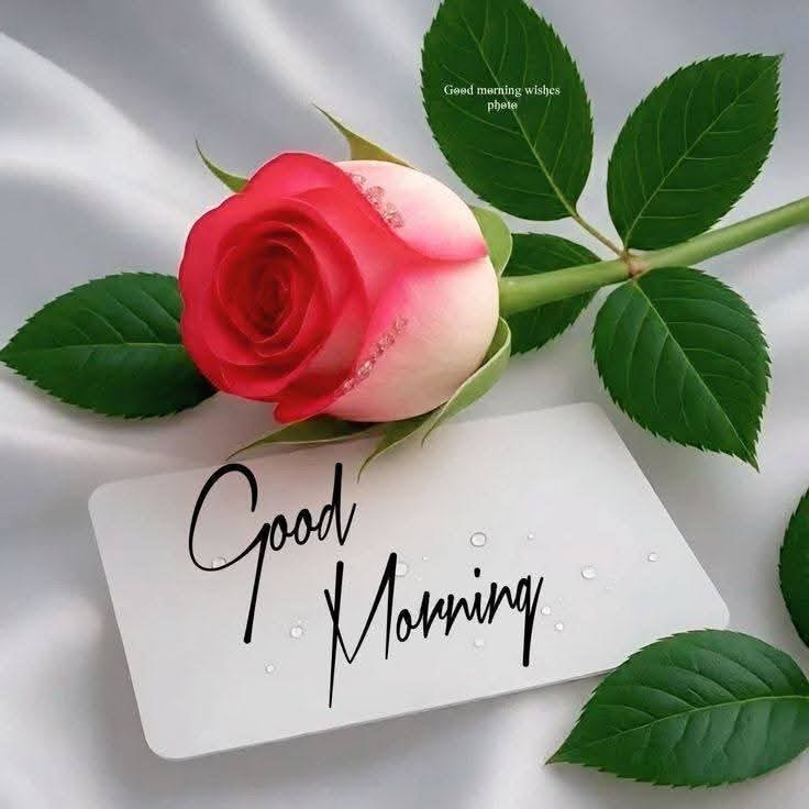 🌺🌼🌿🌼 Ǥ𝓻𝐚ｚɨａ 🌼🌿🌼🌺 tweet media