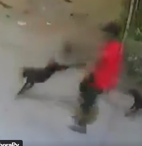 mrdustflover's tweet photo. @CyborgMedia @porqueTTarg si jalas a una persona de las patas no sentiría dolor pero es diferente con un perro, sus patas estan hechas para moverse en angulos mas cerrados, aqui se ve que las esta estirando demasiado, y mas el giro realmente le hace daño https://t.co/aBaB9TaA5H