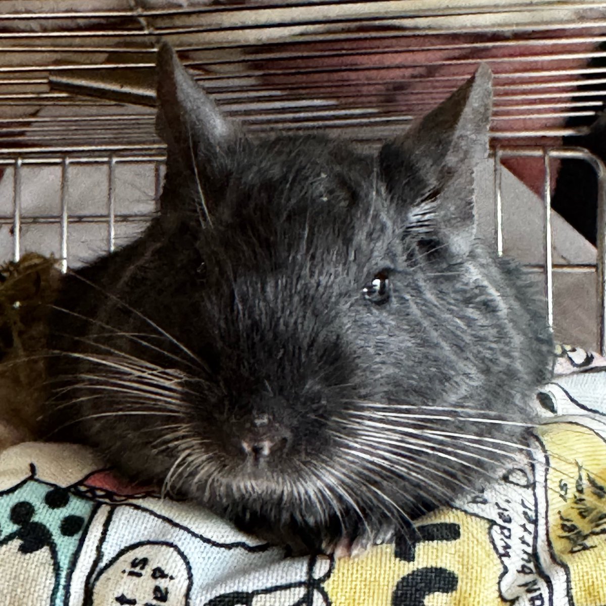 🐹うり♡にに🐭 tweet media
