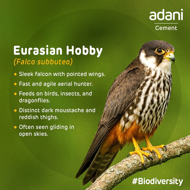ACCLimited's tweet photo. Near our Gagal Cement Plant in Himachal Pradesh, the Eurasian Hobby (Falco subbuteo) soars across open skies with speed and precision. At Adani Cement, we remain committed to protecting local biodiversity and the species thriving alongside our operations. 

#Biodiversity https://t.co/vpyWij0d35