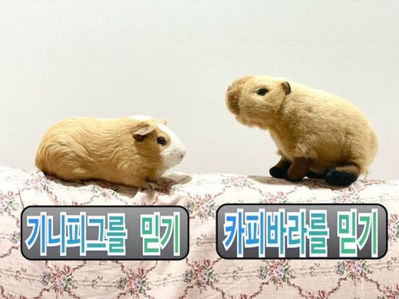 꿀떡 tweet media