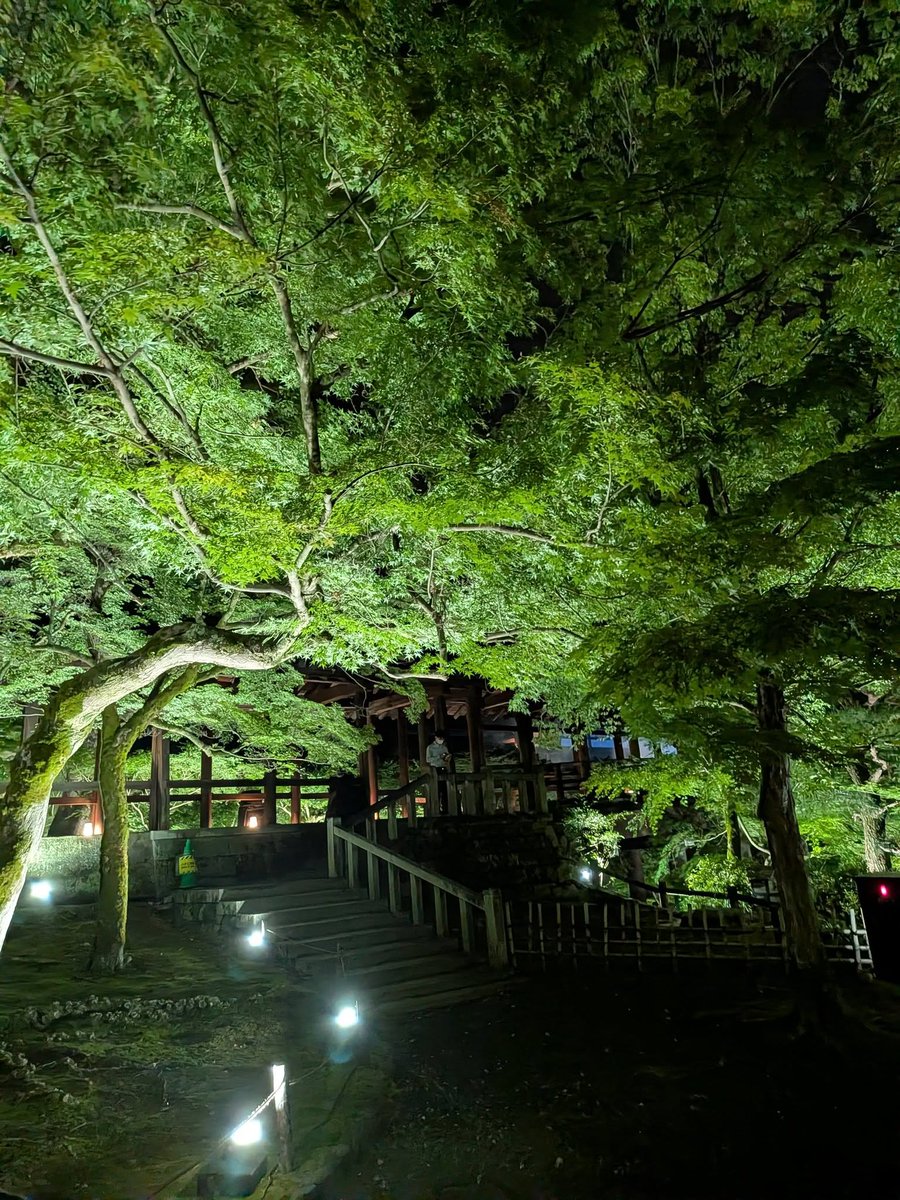 kyo_kanko's tweet photo. ＼本日(5/29)から開催！青もみじとサウンドアートナイト／
🌿VIE PRESENTS  ZEN NIGHT 東福寺🌿

5/29～7/5に臨済宗大本山東福寺で開催される「VIE PRESENTS ZEN NIGHT 東福寺」（@VIE_NeuroTech）。
内覧会に参加したので、会場の様子をお届けします💁

1000本以上の青もみじに包まれた境内を、ニューロミュージックに耳を傾けながら歩行禅。夜の静寂、青もみじの爽やかな新緑、雲海や音楽といった演出、すべての要素によって自然と肩の力が抜けてリラックスした状態で景色を楽しめました🍃
重森三玲作庭の方丈庭園は幻想的な雰囲気でうっとり✨

また、禅堂では「ニューロミュージック坐禅」も行われます。
この機会にぜひ京都の夜をお楽しみください🎶

🔹ニューロミュージックとは？
神経科学（ニューロサイエンス）の観点から生まれた音楽です。聴取することで、脳波への影響が科学的に実証されています。

▼詳細はこちら
https://t.co/kpY0WIKFKd