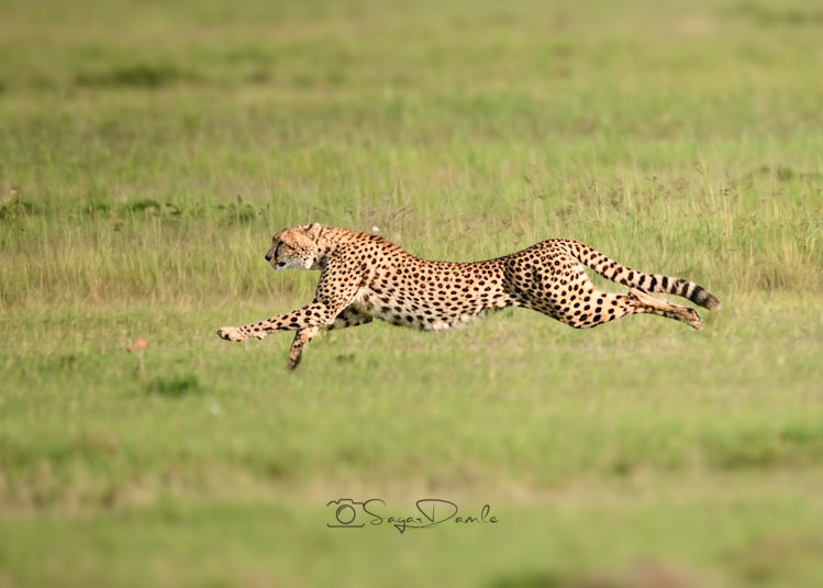 Pixel_Stripes's tweet photo. In the golden haze of Mara, a cheetah exploded into flight.
Barely touching earth beneath its paws, each stride a thunderbolt carved from wind and muscle. Fingers fumbled across the camera, cold and numb, while the heart slammed against ribs like a caged storm. Breath locked in the throat half prayer, half scream as the world narrowed to a single blur of spotted lightning.
The chase turned cinematic and savanna grass bowed in reverence. The cheetah didn’t run it flowed, a living arrow slicing through the wind. Eyes hunted the frame and the soul hunted truth. Is this real? the brain begged, while the heart already knew the answer and wept with joy.
Then muscle memory seized the moment.
Shutter fingers danced on instinct. Click after click each frame captured the heartbeat of the wild as my dream came true.