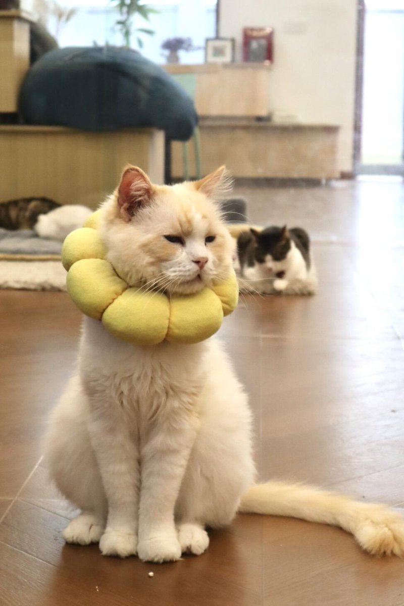 CreamLullabyYu's tweet photo. 好喜欢好喜欢 谁��明的猫咖吖 https://t.co/8dLbievOxs
