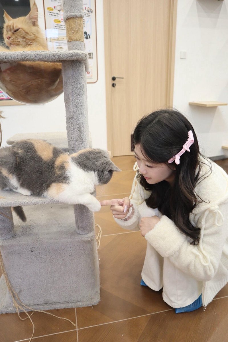CreamLullabyYu's tweet photo. 好喜欢好喜欢 谁��明的猫咖吖 https://t.co/8dLbievOxs