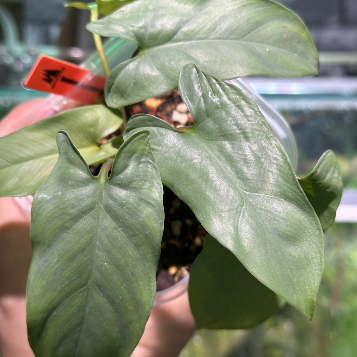 Homalomena sp. papua（silver） こちはも入荷してます！