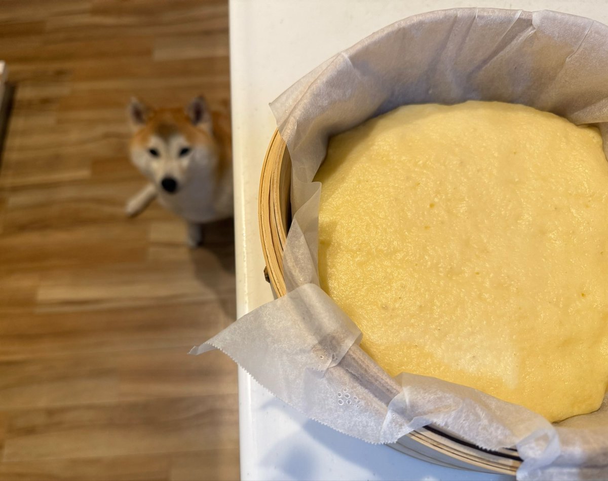 柴犬のいちちゃん tweet media