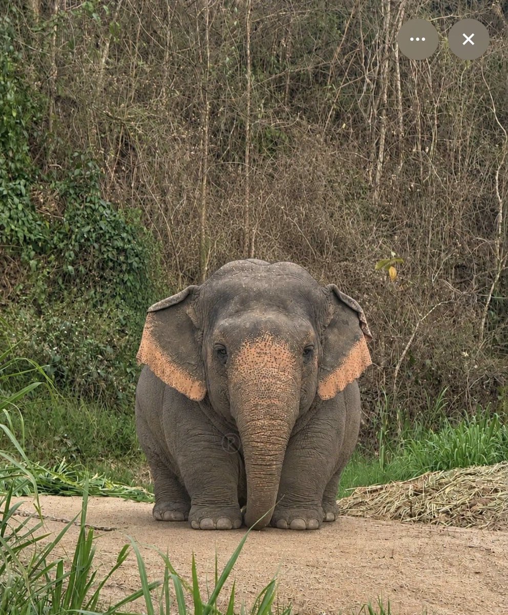 aishwaryaverse's tweet photo. This little guy is the elephantest elephant ever 🐘😭

Suggest some cute names for him!!
#babyelephant #viralelephant https://t.co/hFH5ero3Fi