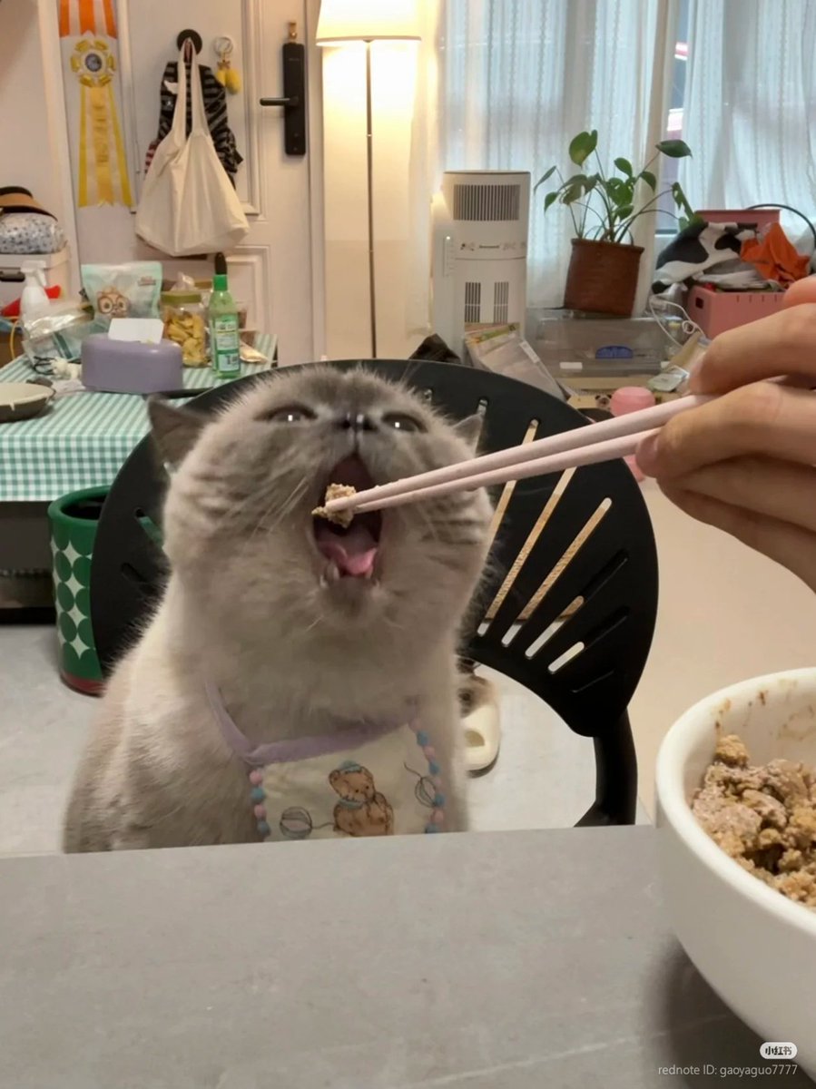 nocontextscats's tweet photo. say aaaaaaa https://t.co/23UsS8P5YD