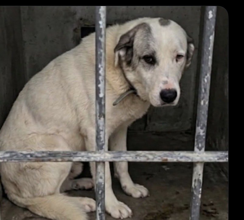 Anazacco's tweet photo. Grace, 2 añitos y ya entre rejas.. Pasará ahí media vida como algunos?
Difusión, por favor🙏🏻🙏🏻
@villaverdemu 
@jacamp98 @OpenEye95053629 @laurarg122 @hsmiguel81 @marien15mg @mimamga @consusan66181 @estheryjulio @maig66olga
👇🏻 https://t.co/ijeVPImUny