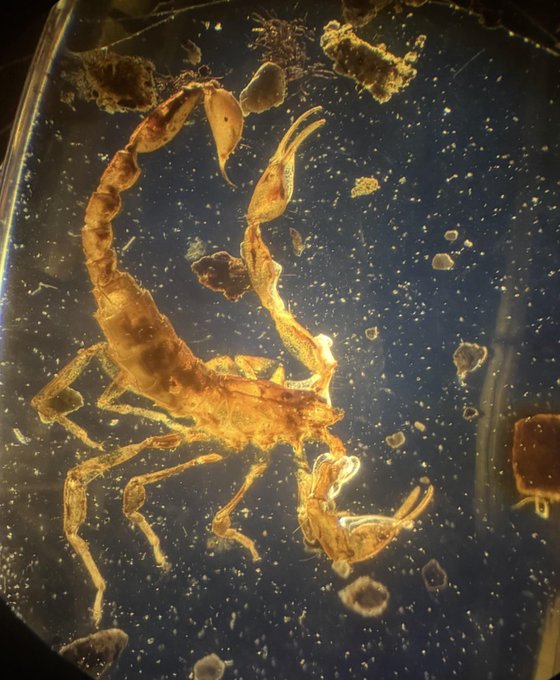 Rainmaker1973's tweet photo. This whole scorpion trapped in 100million year old Burmese amber.

Scorpions trapped in Burmese amber are incredibly rare and highly prized fossil discoveries. These ancient pieces of gemstone come from Myanmar, which used to be called Burma. They show us exactly what life looked like during the age of the dinosaurs.