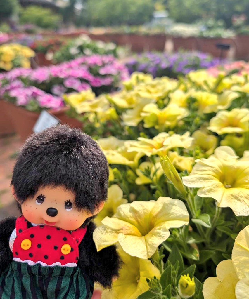 DebiDebiKuma's tweet photo. 今日も暑い！！
でも楽しい〜
#モンチッチ https://t.co/EkfcNZnzuU