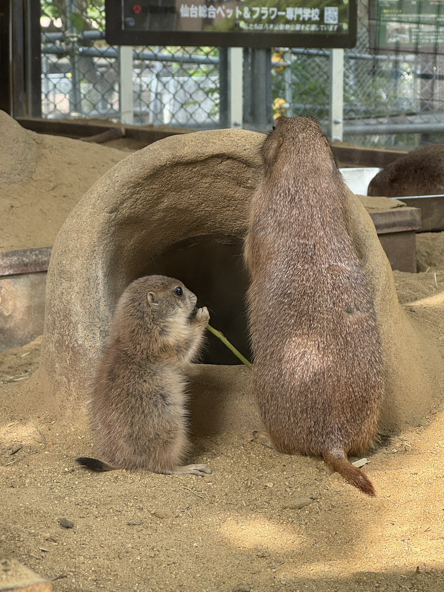 sendaisiyagiya's tweet photo. 左:2026年産まれ
右:2025年産まれ

#オグロプレーリードッグ　　#八木山動物公園フジサキの杜 https://t.co/OycrqGsi05