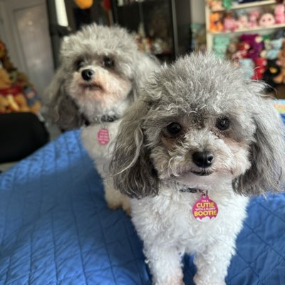 TeacaPoodle's tweet photo. #NewProfilePic https://t.co/HNMVnxazBk