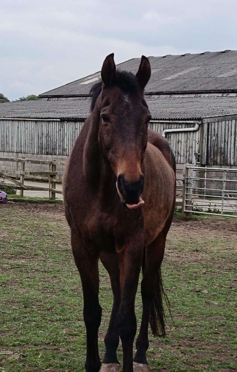 HorseSenseW's tweet photo. Good morning from our handsome Big Danny 😍 https://t.co/mWMU8LYNZ2