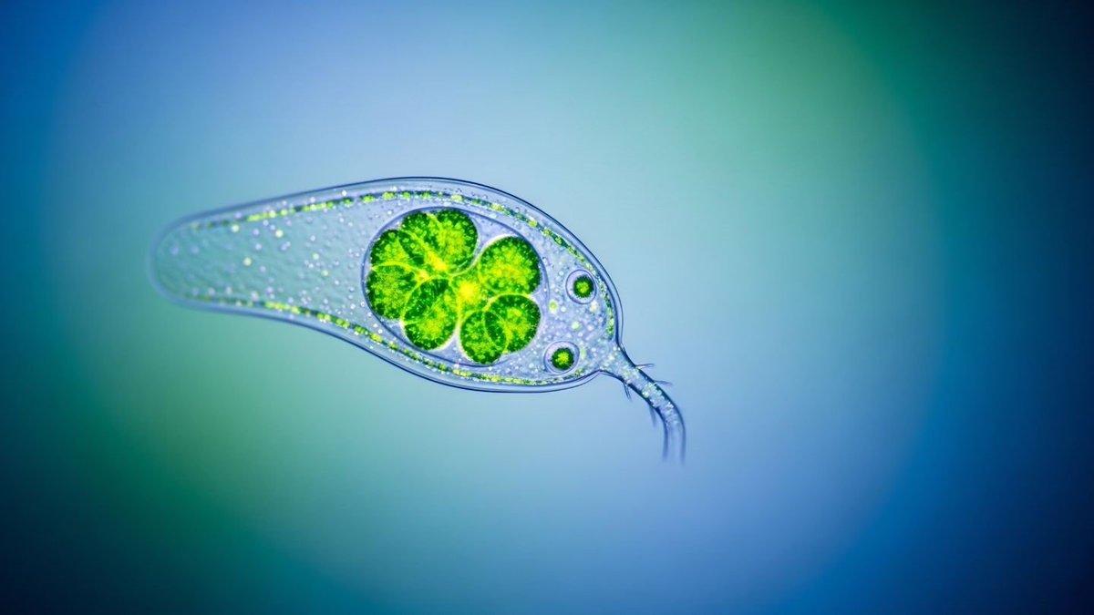 lab_brains's tweet photo. 太古の真核生物は酸素を必要としたか
https://t.co/bSuwr70nOV

10億年以上前の生物についての超古生物学に関する論文の紹介です
※画像はイメージです https://t.co/Qnez4w7wRV