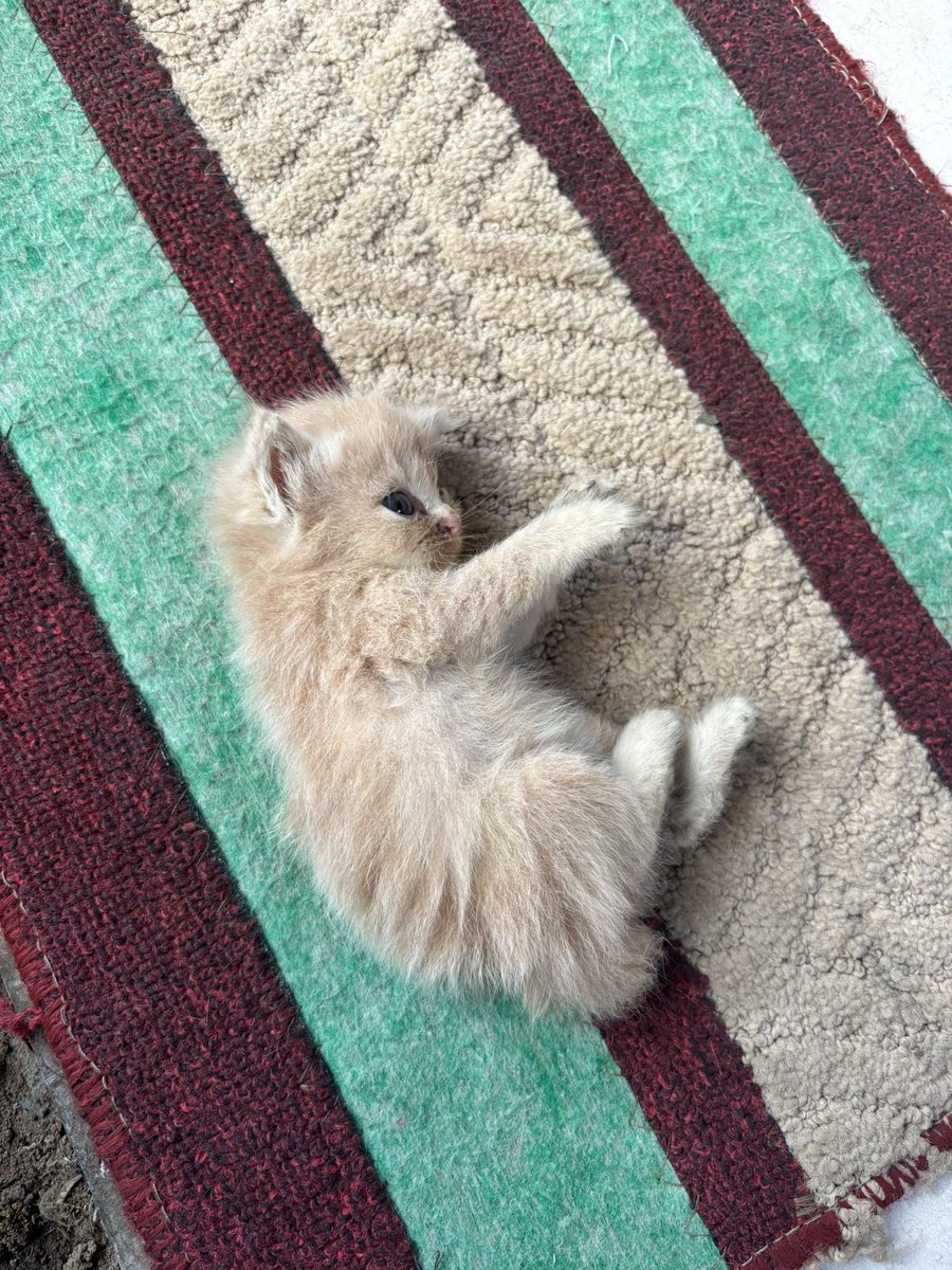 evertowonder's tweet photo. coba pamerin kucing kalian yg lucu lucu itu https://t.co/EB1AwaWCzx