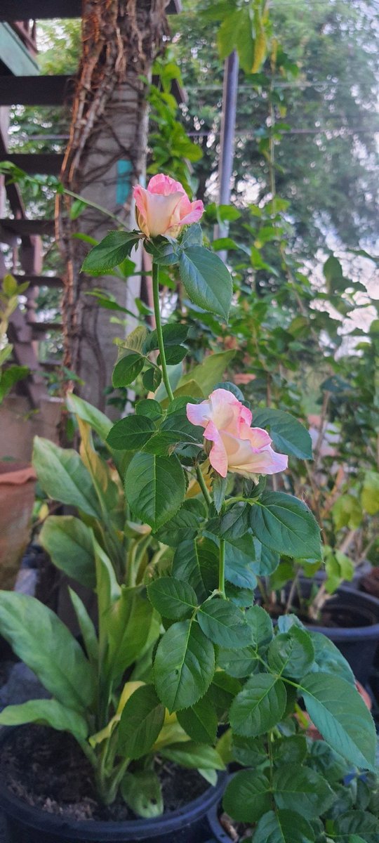 ORNAMON5's tweet photo. https://t.co/zicbzavEct