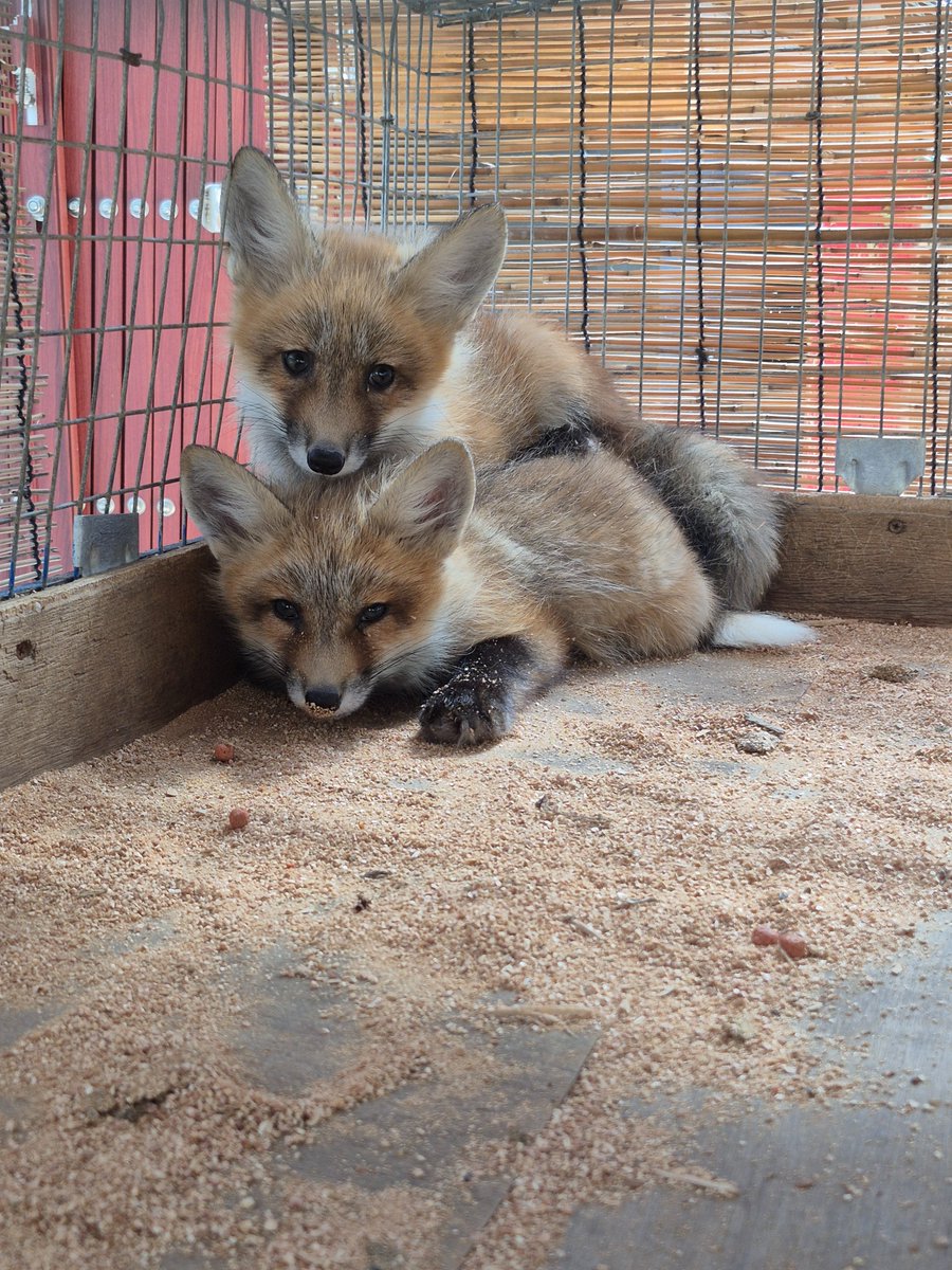 kon_fox_village's tweet photo. ﾑｷﾞｭｯと🐾 https://t.co/Wd51PMWyKQ