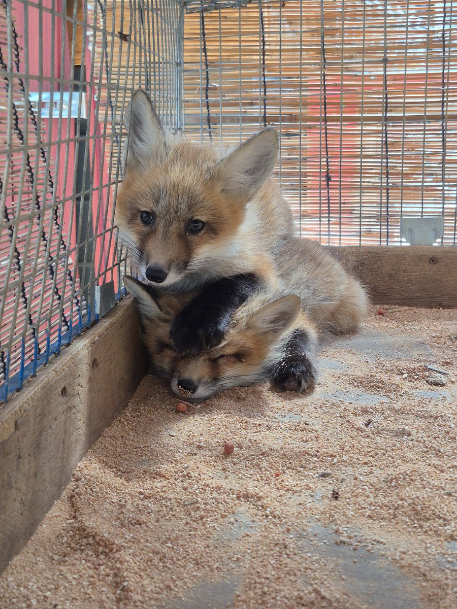 kon_fox_village's tweet photo. ﾑｷﾞｭｯと🐾 https://t.co/Wd51PMWyKQ