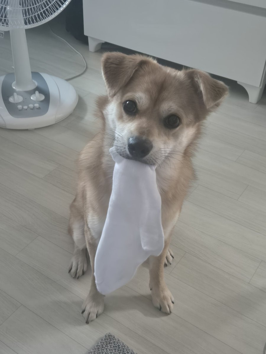 KATE_UTAI's tweet photo. 내 양말...😂 https://t.co/28UfgQmyrm