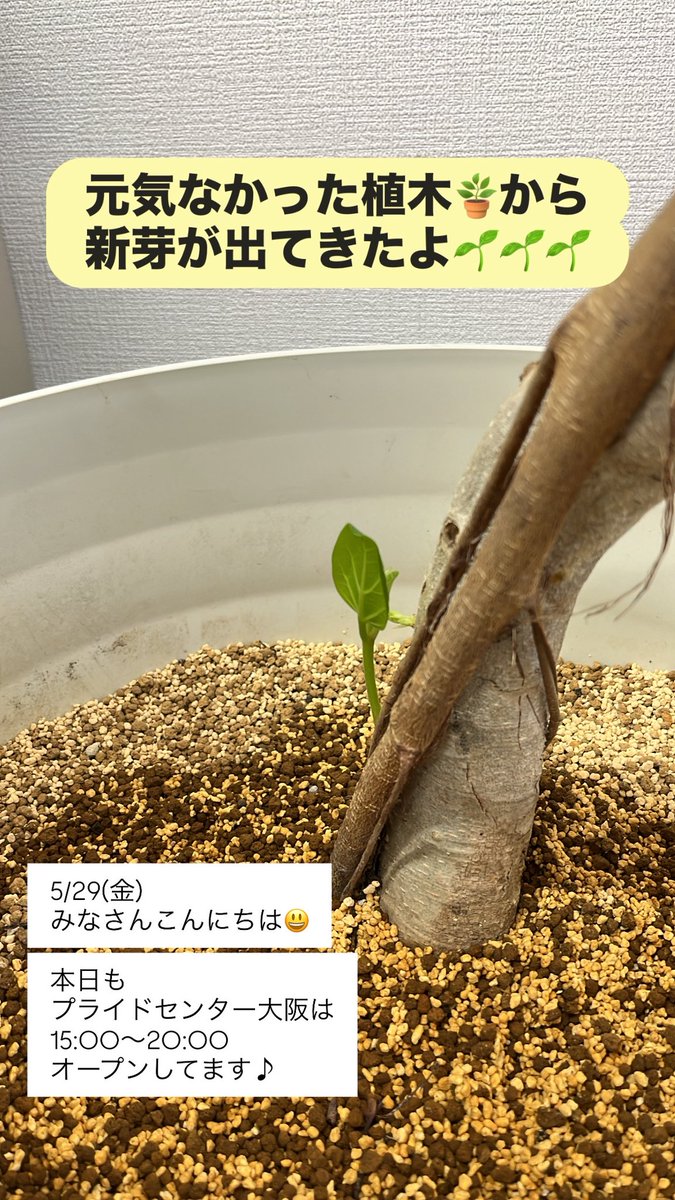 PrideCenterOSA's tweet photo. 5/29(金)、みなさんこんにちは😃
本日もプライドセンター大阪は
15:00〜20:00
オープンしてます♪

元気なかった植木🪴から新芽が出てきたよ🌱🌱🌱 https://t.co/rmRvAoGdXr