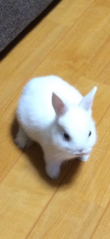 rencore86's tweet photo. こんなに小さかったのに https://t.co/9fBqcq9CFD