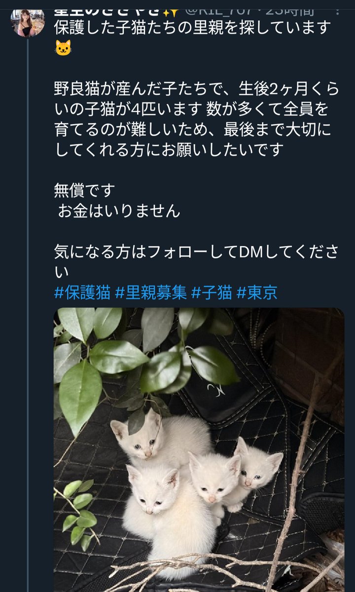 週休8日の猫吸い (@8VA64ArRkX7nOHE) / Posts / X