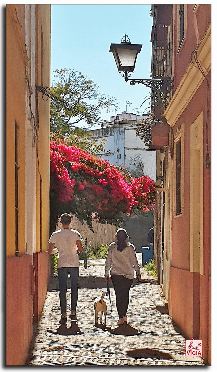 vigiadeisbilya's tweet photo. Paseando al perro por una callejuela de la calle Sol. https://t.co/r1YYpE3PXH