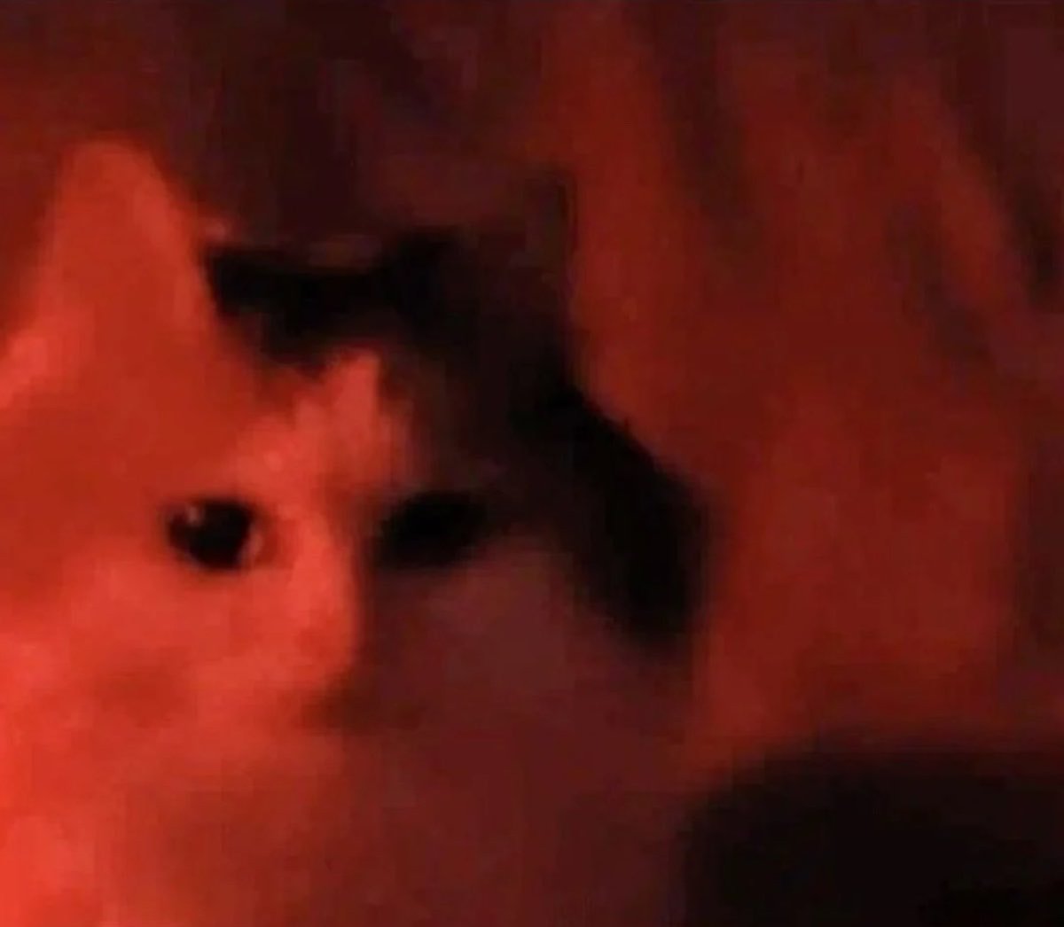 gatos fazendo gatices tweet media