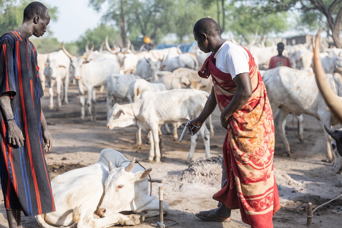 FAOSouthSudan's tweet photo. A joint visit 🤝 by FAO, @UKinSouthSudan &amp; the State Ministry of Animal Resources, Fisheries &amp; Tourism to Molubur #cattlecamp 🐂 in Juba highlighted the resilience of pastoralist communities &amp; the vital role #livestock plays in their livelihoods &amp; in sustaining families. https://t.co/FoRvpoJ1Ru