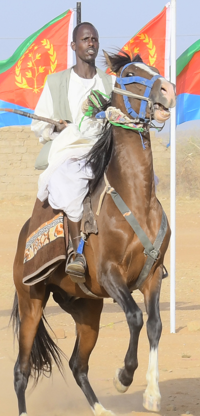 FikreJesus's tweet photo. 🇪🇷
🐎 https://t.co/4m6XCvhbsq