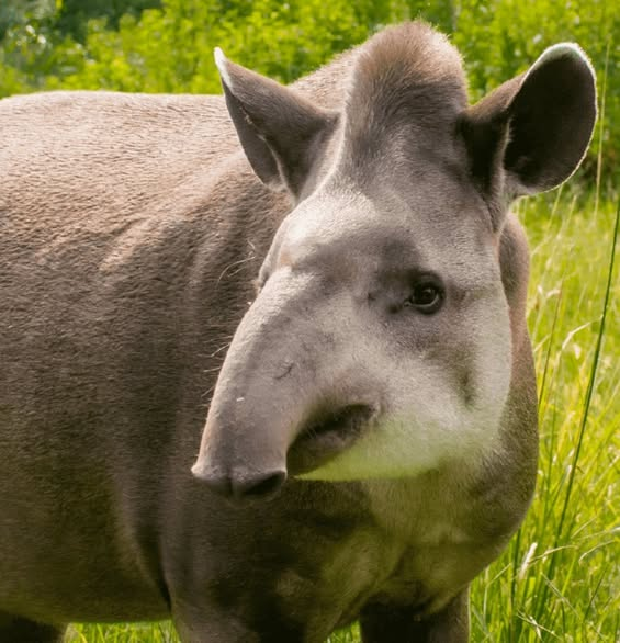 GARCIPAVON's tweet photo. Este animal es el mamífero con la nariz más especializada del reino animal, puede oler el dinero, bissne y corrupción a 3000 kilómetros a la redonda, el otro... es un Tapir. 
✍️ Papalord