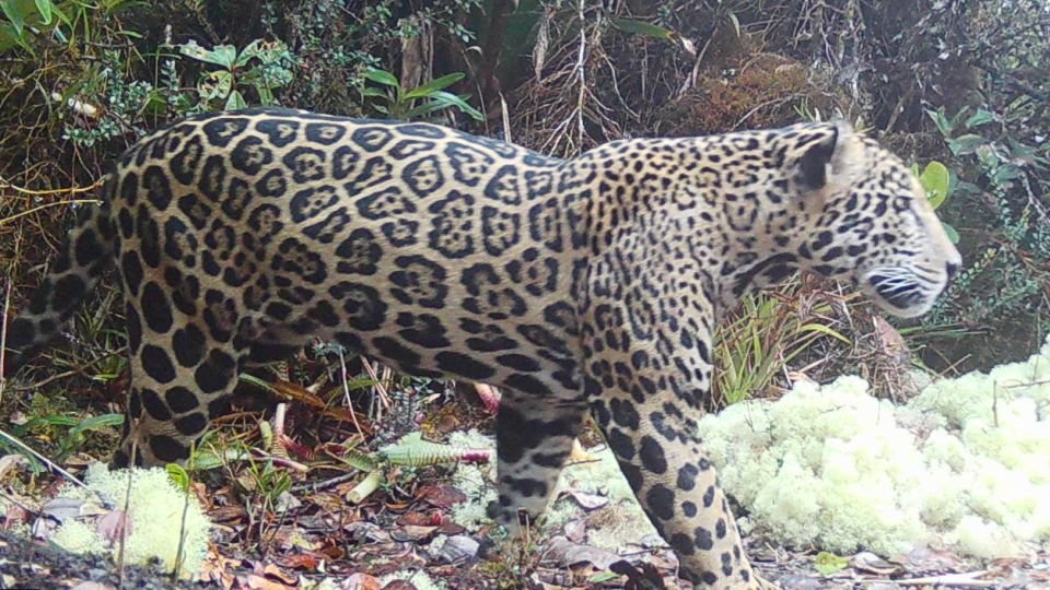 Red_Ecuador_'s tweet photo. Un #jaguar de las #nubes volvió a ser visto después de más de 10 años y el hecho ya es considerado un acontecimiento histórico para la comunidad y expertos en conservación.
El mítico felino, conocido por su extrema #rareza y por habitar zonas de difícil acceso, reapareció en medio de la emoción de ambientalistas y habitantes que ven el avistamiento como una #señal #esperanzadora para la biodiversidad.