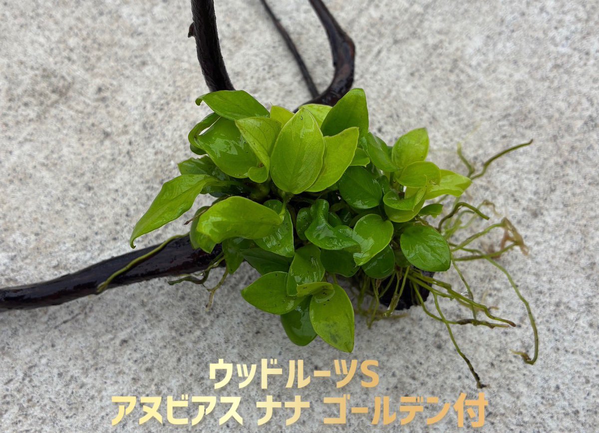 delphisjp's tweet photo. 鮮やかなライトグリーンの葉が特徴の「アヌビアス ナナ ゴールデン」🌱✨

リベラプランツのアヌビアスは国産無農薬でウッドルーツにしっかり活着させてから出荷！

レイアウトのワンポイントにもおすすめです😊

#デルフィス　#aquaticplants
#aquarium https://t.co/G95EjpGcCu