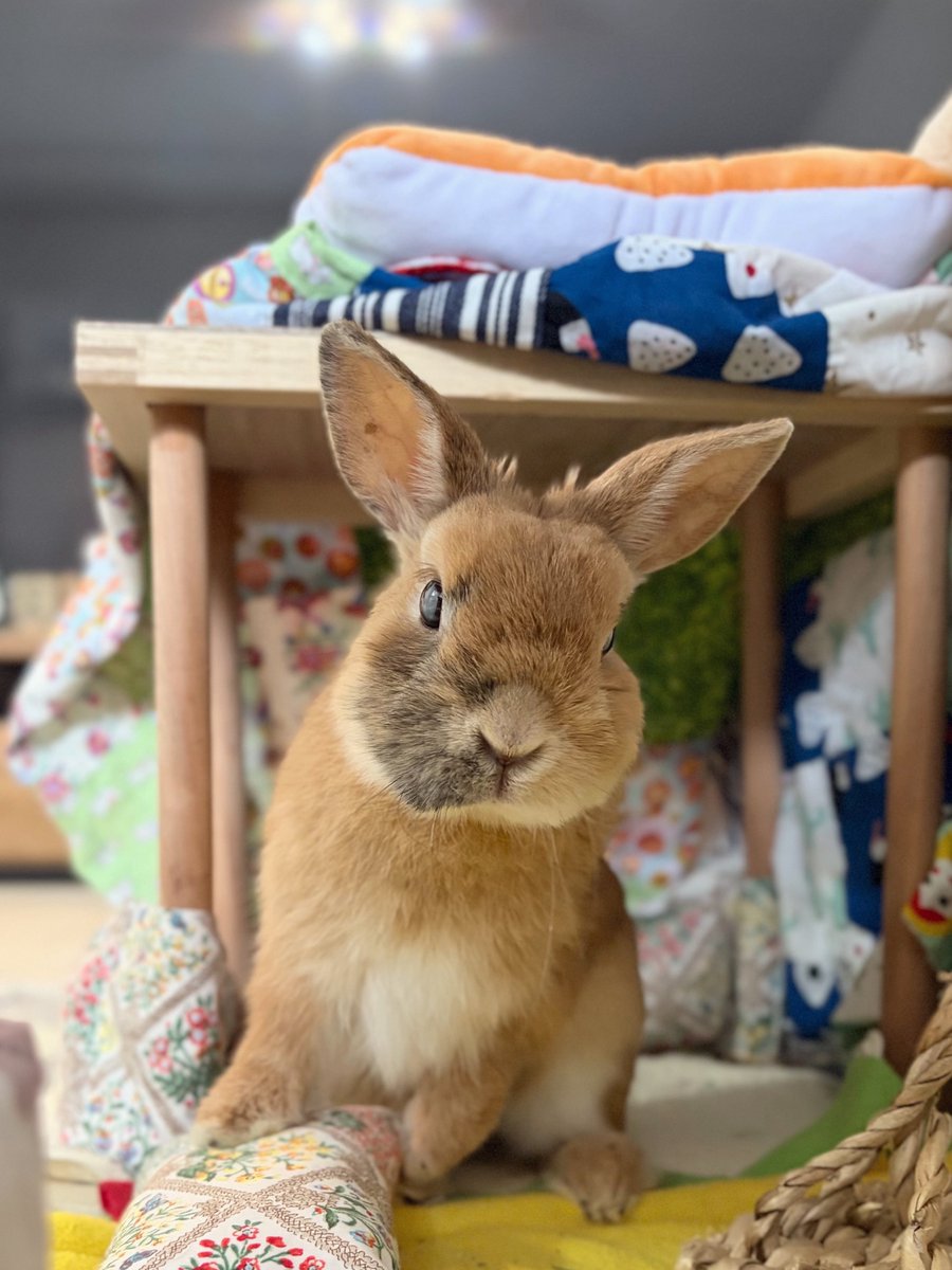 yopping_piece's tweet photo. 撮れたてのワシ🐰📷 https://t.co/fDoNFKyu4l