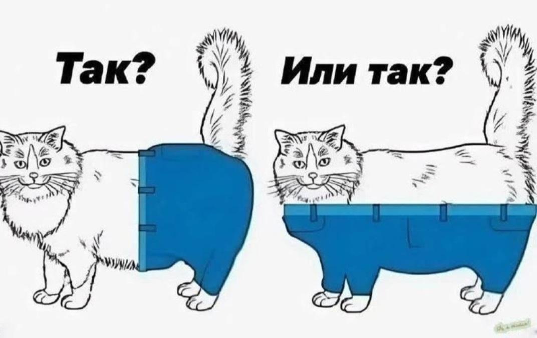 ShabelnikV's tweet photo. Эй, @grok , если бы коты носили штаны, то как бы они это делали ? https://t.co/luu3IODQfq