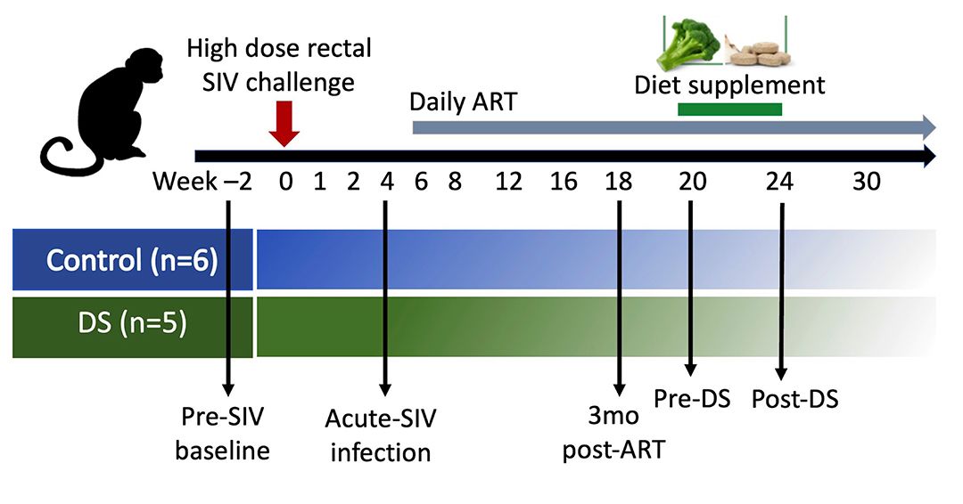 JCI_insight's tweet photo. @Rout_lab @TulaneMedicine Dietary indoles influence the AHR-RORγt axis and mucosal immune homeostasis in ART-treated SIV infection: https://t.co/ncyqbzIYZU https://t.co/i6GsbNq8B8